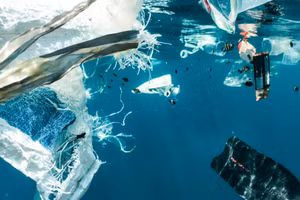 Nhiều cuộc khảo về đại dương cho biết thế hệ trẻ ngày nay càng ít có nhu cầu thực hiện những hành động quan trọng hoặc ít có trách nhiệm tới việc bảo vệ đại dương. (Ảnh: Naja Bertolt Jensen)