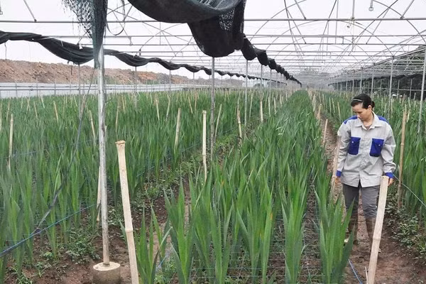 Nguồn tín dụng ưu đãi giúp người dân ứng dụng công nghệ cao vào phát triển sinh kế ở Hưng Yên. BHY