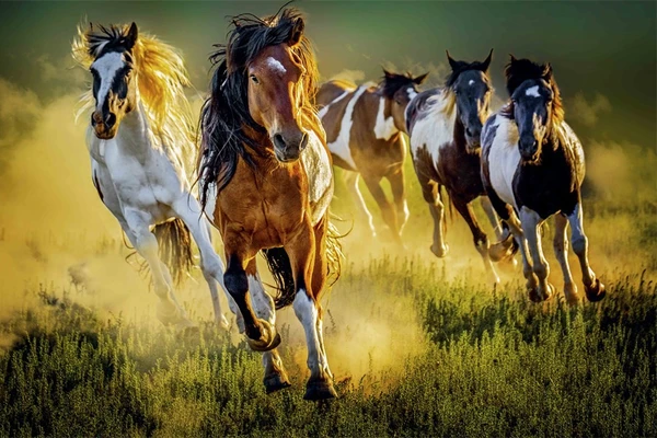 Hành trình ghi lại linh hồn tự do của loài ngựa