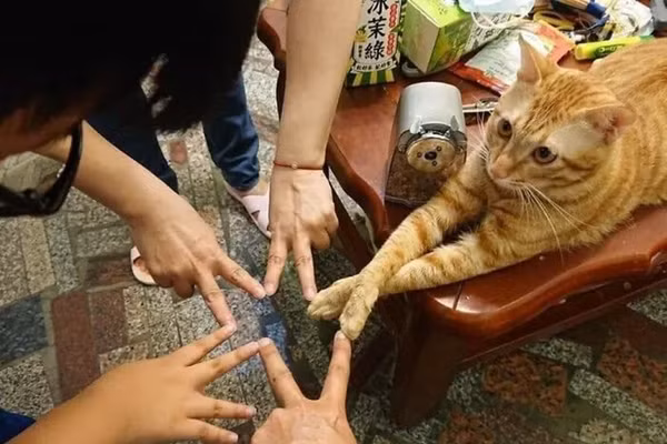 Loạt ảnh chứng minh động vật cũng có ngày 'khó ở'