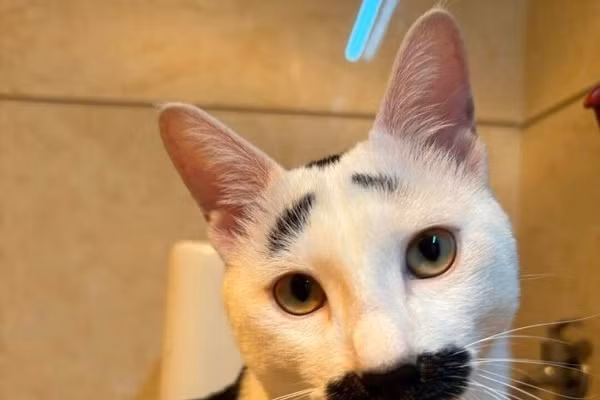 Mãn nhãn bộ ảnh mèo 'siêu lầy' khiến dân mạng thích thú