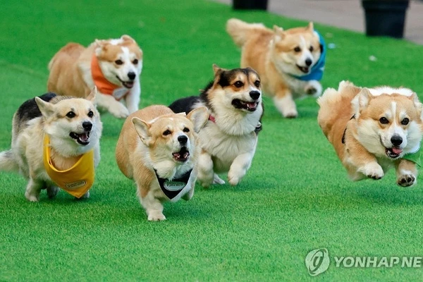 Corgi đua tốc độ ở Vilnius khiến hàng nghìn người phấn khích