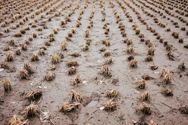 Sinh vật ngoại lai xuất hiện khiến nông dân Mỹ hoang mang