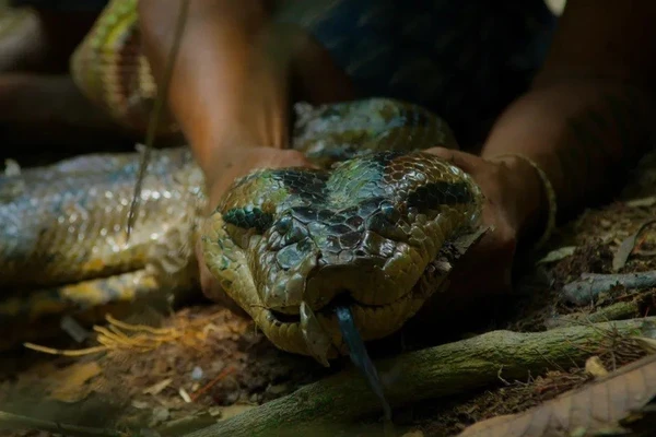 Người Waorani bắt được một con trăn anaconda ở Bameno, Ecuador. (Ảnh: National Geographic)