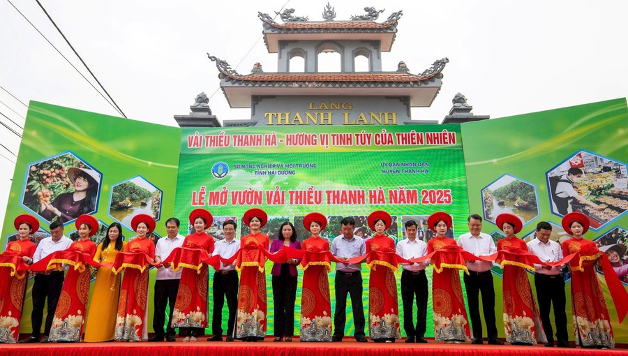 Đại diện lãnh đạo Hải Dương và huyện Thanh Hà cắt băng mở vườn thu hoạch vải thiều. mo-vuon.jpg