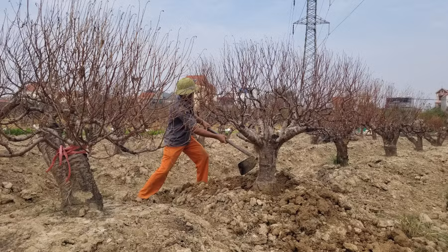 Hải Phòng: Thủ phủ đào phai cổ thụ chết hàng loạt, người dân nguy cơ mất Tết