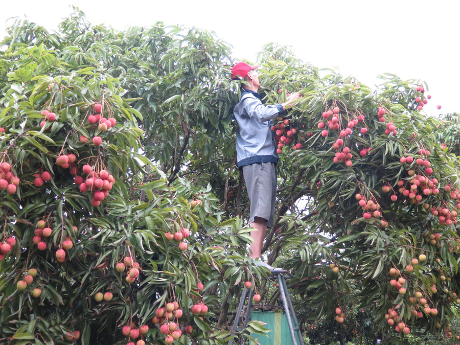 Người dân trên địa bàn huyện Thanh Hà bắt đầu vào vụ thu hoạch vải trà sớm phục vụ xuất khẩu cũng như cung cấp thị trường nội địa. img-0297.jpg