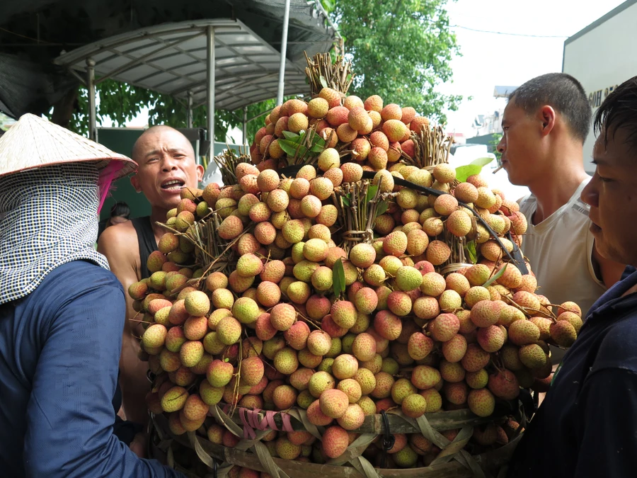 Vải thiều chính vụ chưa đến thời điểm thu hoạch, người dân các xã trồng vải trên địa bàn huyện Thanh Hà đang vào vụ thu hoạch các trà vải sớm như: vải u hồng, vải trắng trứng, vải gai.