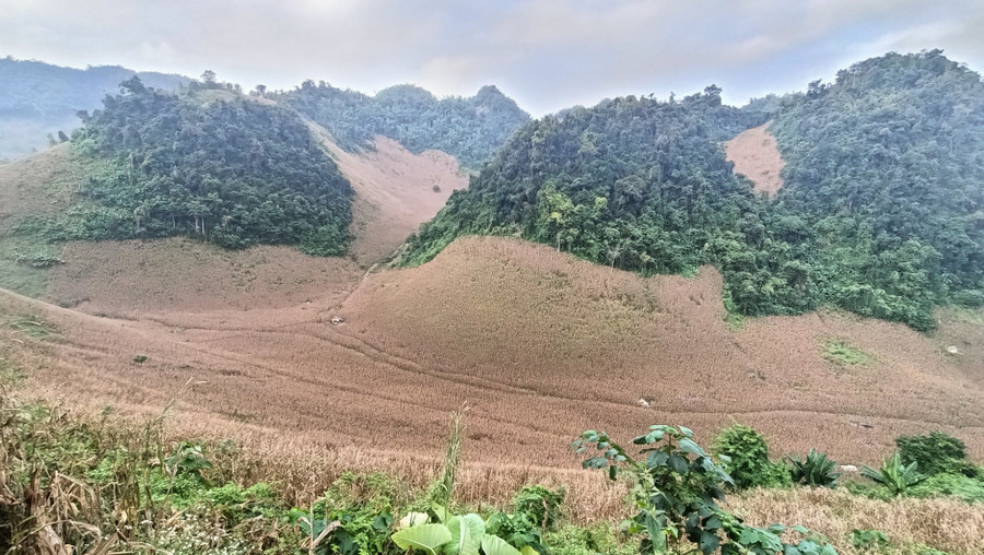 Người dân xã Mường Sại trồng ngô phát triển kinh tế. 572404560-24720555417586103-3020438921512596432-n.jpg