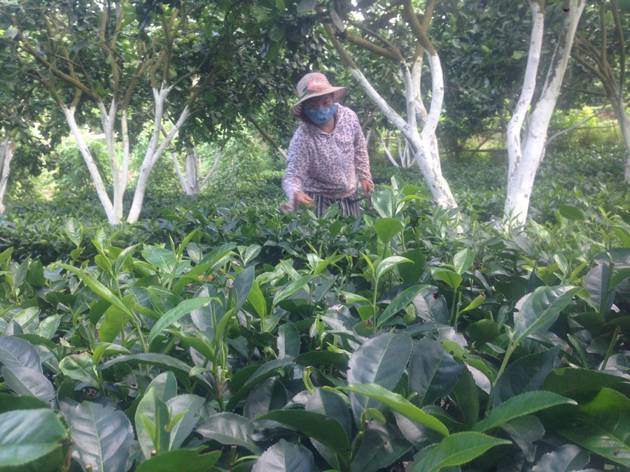 Xã Chiềng La đang hỗ trợ người dân, trồng thử nghiệm mô hình chè shan tuyết phát triển kinh tế. z7125498015485-e26e96f146c55015cc659d941ba8b1fa.jpg