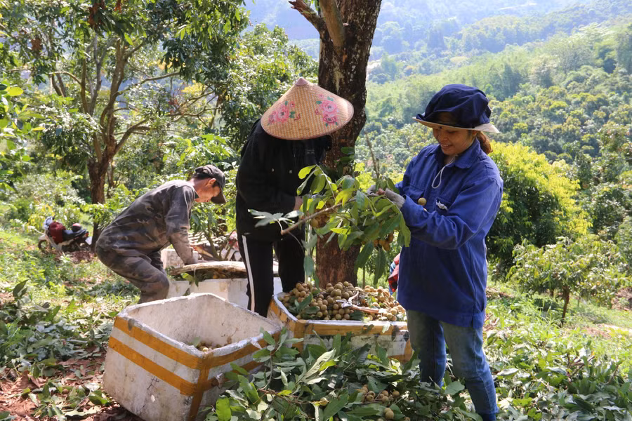 Những năm qua, nhiều hộ dân ở xã Chiềng La đã thoát nghèo nhờ trồng nhãn trên đất dốc.