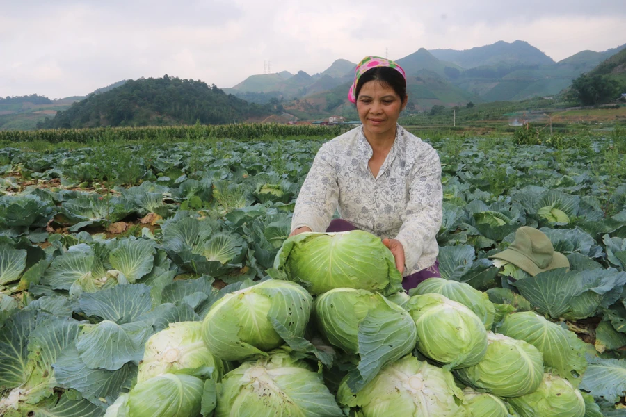 Bà Đinh Thị Huyền vui mừng khi vườn rau phát triển tốt.