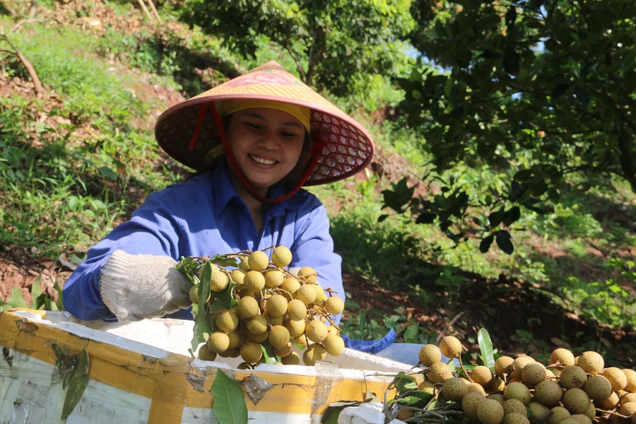 Nhờ sự hỗ trợ của huyện Yên Châu, sản phẩm cây ăn quả của người dân đều cho sai trĩu quả.