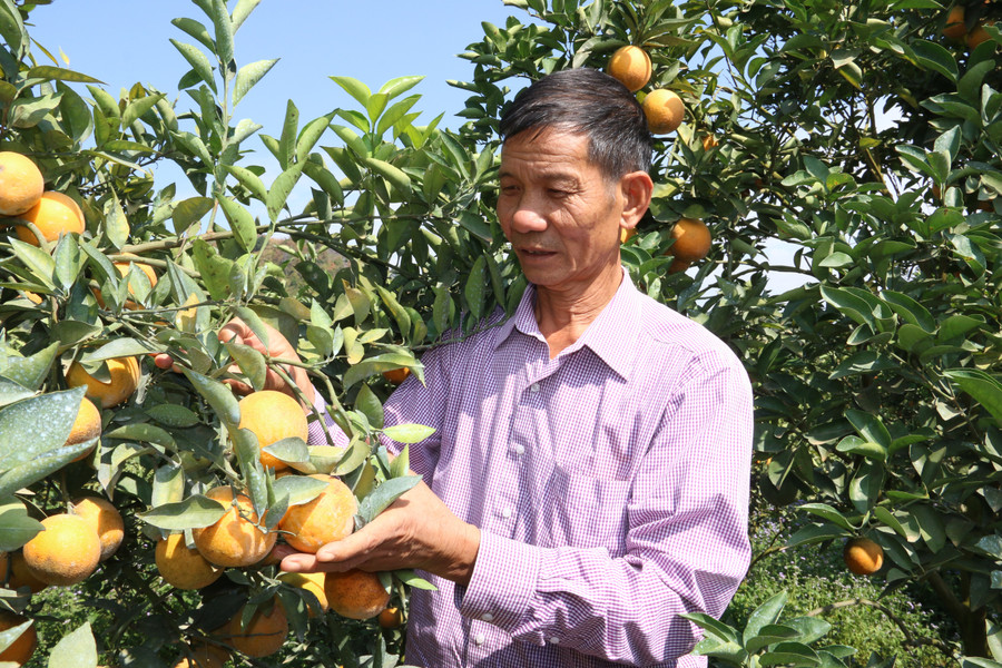 Nhờ kiên trì học hỏi kinh nghiệm, ông Chất đã vươn lên thoát nghèo và có thu nhập cao.
