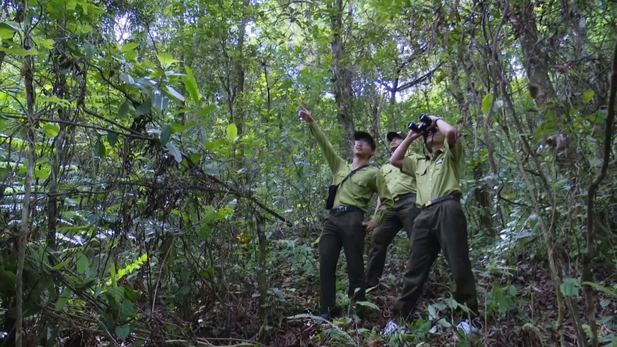 Công tác bảo vệ rừng và phát triển rừng luôn được lực lượng Kiểm lâm tỉnh Sơn La xác định là nhiệm vụ trọng tâm.