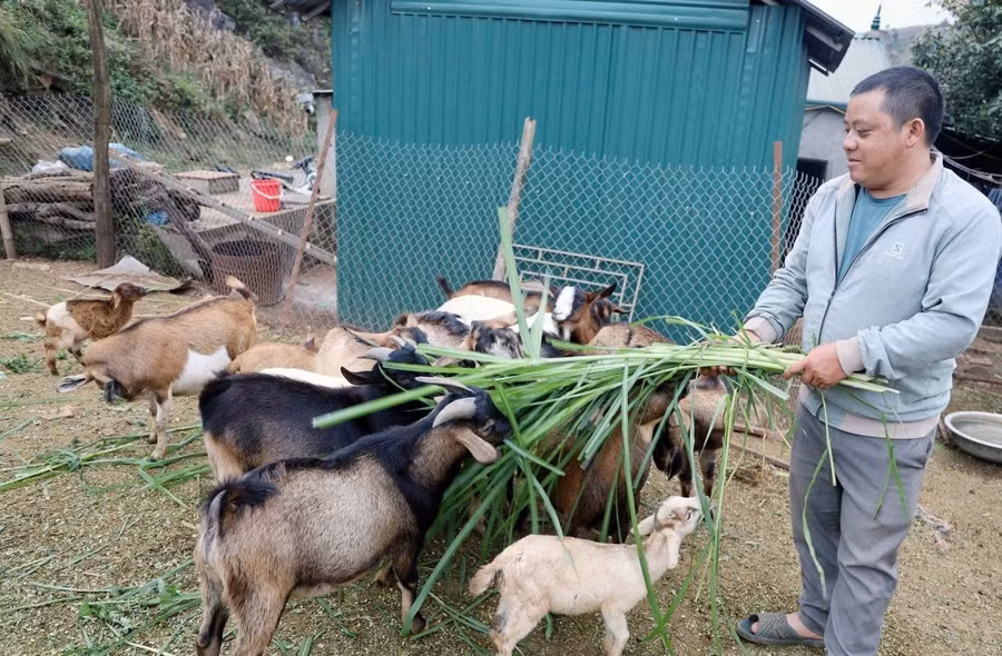 Bằng nghị lực vượt khó, anh Sềnh đã có cuộc sống khấm khá từ nuôi dê.