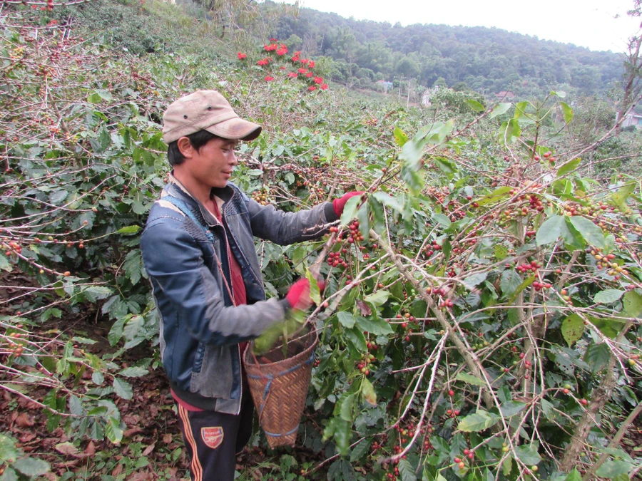 Người dân xã Chiềng Ban, huyện Mai Sơn trồng cây xen canh với cà phê đã mang lại hiệu quả kinh tế cao.