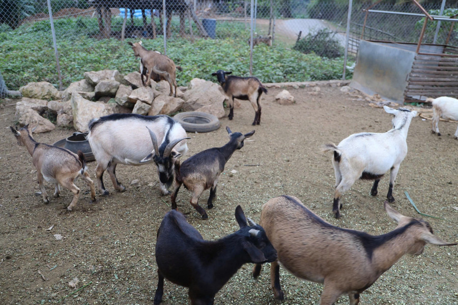 Nhờ chăm sóc tốt nên đàn dê của anh Sềnh béo ú và ít dịch bệnh. z7169771617963-fadd55a78e91fa8c45cb8d08603fef0c.jpg