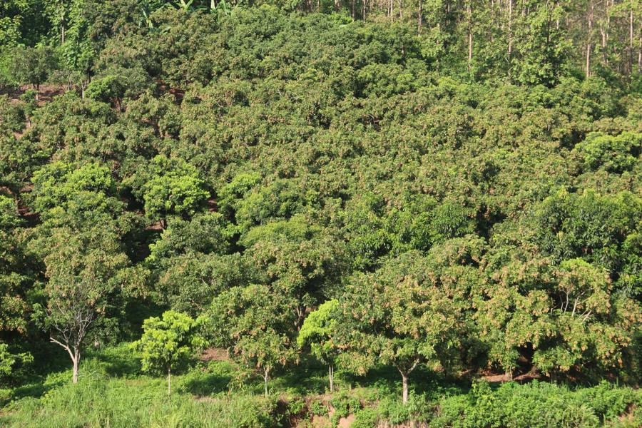 Xã Kim Bon vận động người dân trồng cây ăn quả trên đất dốc, nâng cao thu nhập. z7125315355245-b5127403270263fe9f1801a60b46eb41.jpg