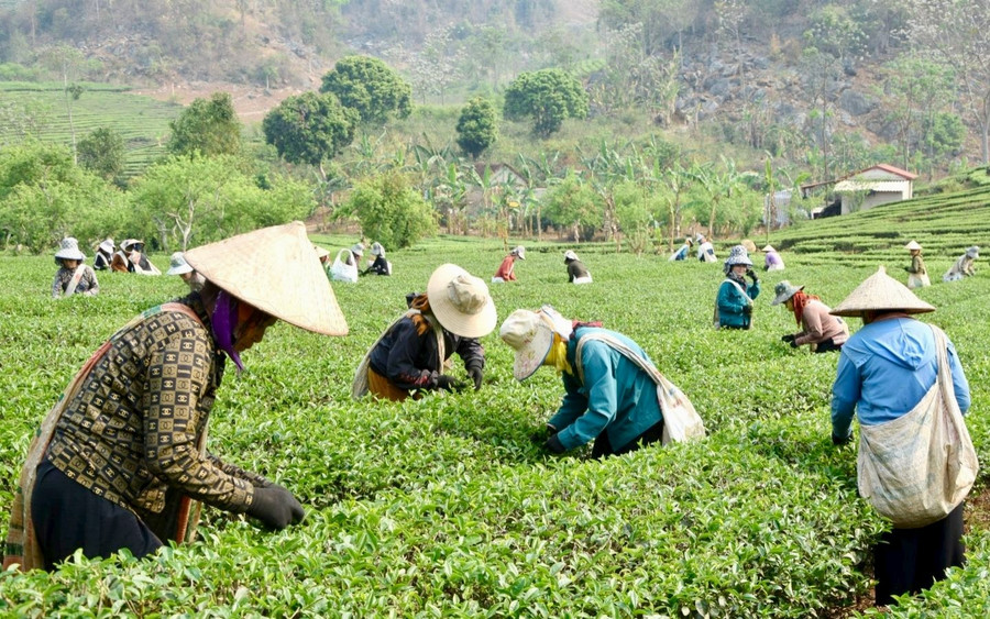 Người dân xã Phổng Lái đang hái chè.