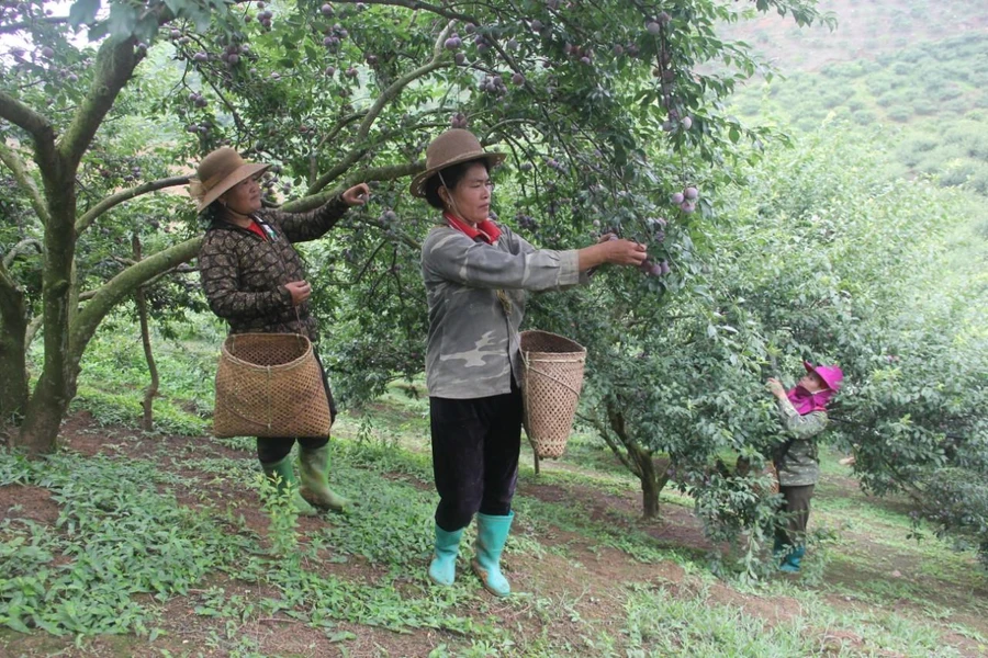 Người dân xã Phiêng Khoai có thu nhập cao từ trồng mận hậu.