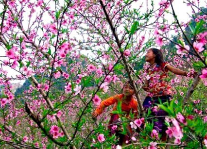 Tại xã Lóng Luông, huyện Vân Hồ trồng hơn 500ha hoa anh đào.