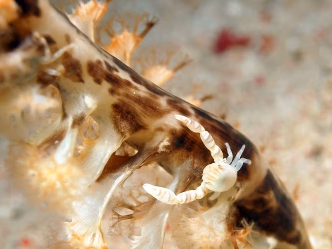 Hình ảnh đẹp tuyệt mỹ về con bút biển ảnh 4