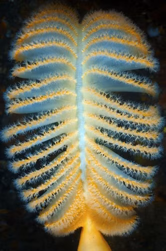 Hình ảnh đẹp tuyệt mỹ về con bút biển ảnh 1