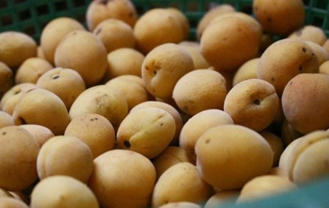 Cách ngâm nước mơ ngọt mát giải nhiệt mùa hè ảnh 1