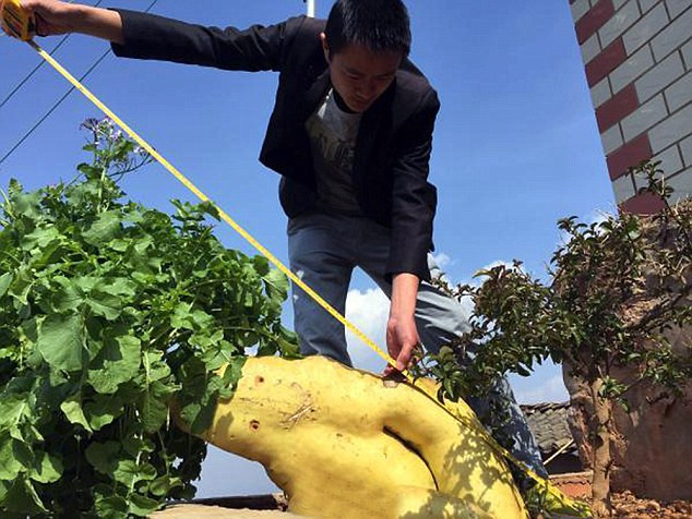 Củ cải hình người khổng lồ dài 1m2 - Ảnh 2