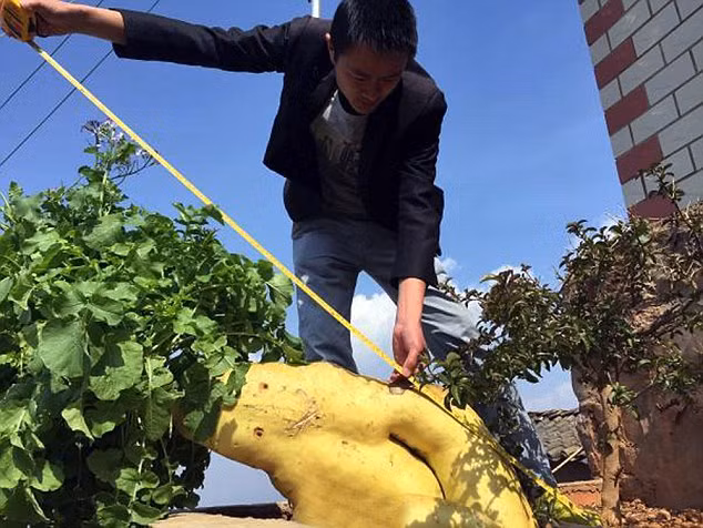 Củ cải hình người khổng lồ dài 1m2 - Ảnh 2