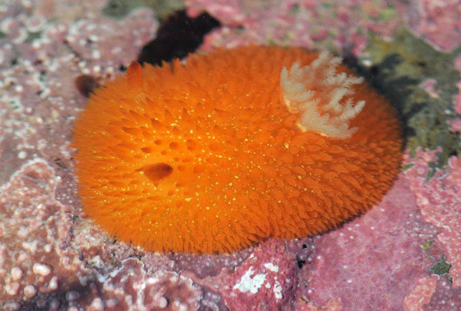 Những sinh vật biển có tên hài hước ảnh 9