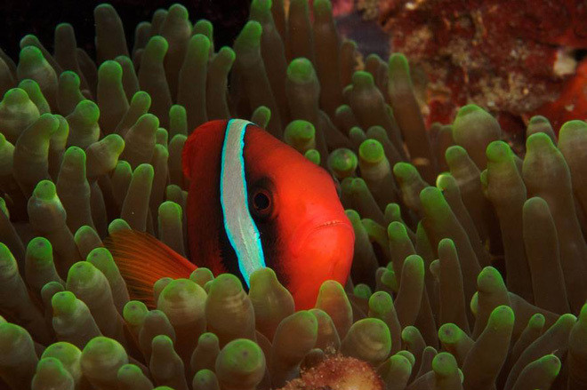 Những sinh vật biển có tên hài hước ảnh 5