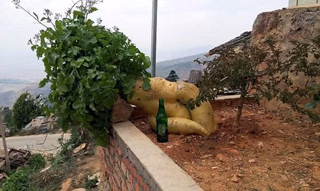 Củ cải hình người khổng lồ dài 1m2 - Ảnh 4