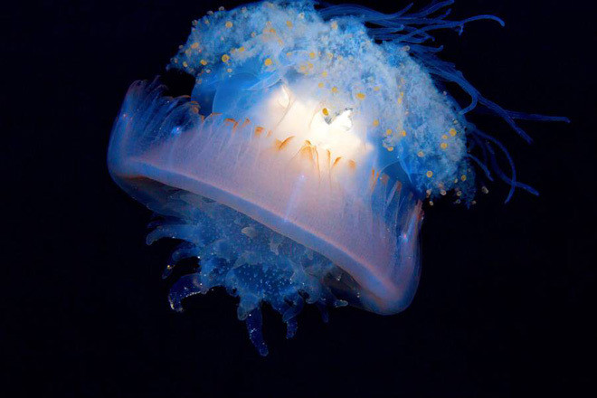 Những sinh vật biển có tên hài hước ảnh 4