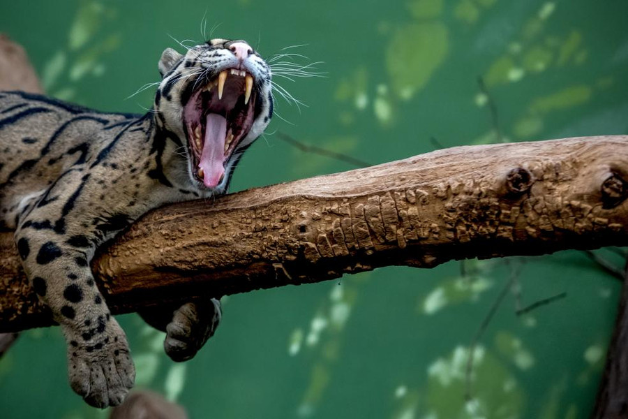 Một con báo đang ngáp tại vườn thú Prague, Tiệp Khắc