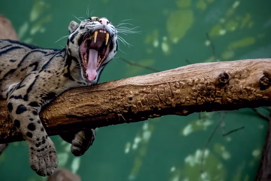 Một con báo đang ngáp tại vườn thú Prague, Tiệp Khắc