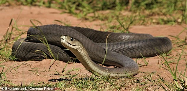 Rắn mamba đen dài tới 2,5 mét, trong khi nọc độc của nó mạnh đến mức hai giọt có thể giết chết một người. Con rắn được đặt tên không phải vì màu sắc của vảy mà vì màu sắc bên trong miệng và lưỡi của nó.
