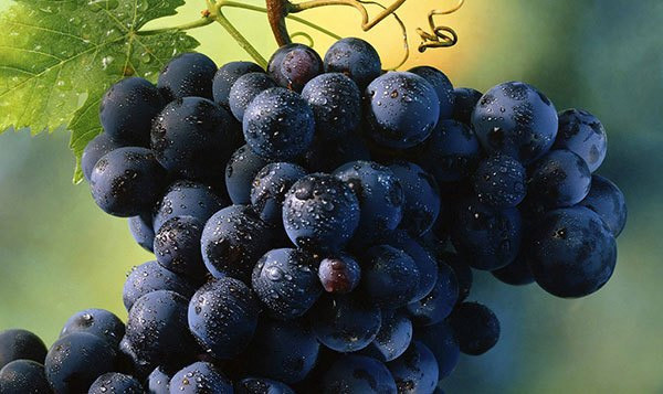 5 món ăn dưỡng da, bổ ngực chị em không nên bỏ qua ảnh 4 5 mon an duong da, bo nguc chi em khong nen bo qua - 4