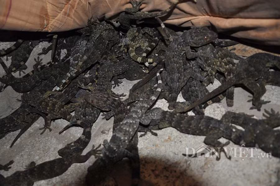 Xuất hiện tắc kè mọc 2 đuôi cực hiếm ở Bắc Giang hình ảnh 3 xuat hien tac ke moc 2 duoi cuc hiem o bac giang hinh anh 3