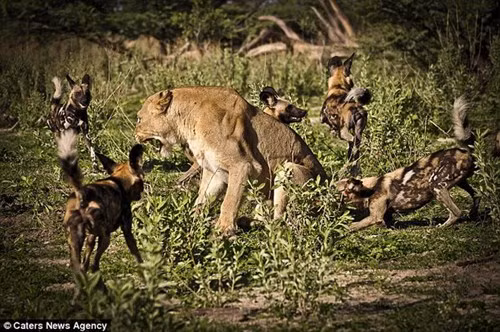 Bầy chó hoang điên cuồng tấn công con sư tử cái tội nghiệp