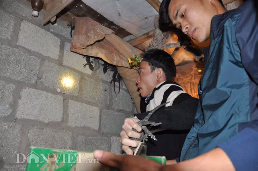 Xuất hiện tắc kè mọc 2 đuôi cực hiếm ở Bắc Giang hình ảnh 2 xuat hien tac ke moc 2 duoi cuc hiem o bac giang hinh anh 2