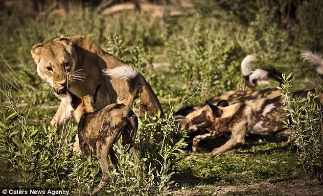 Bầy chó hoang điên cuồng tấn công con sư tử cái tội nghiệp ảnh 5