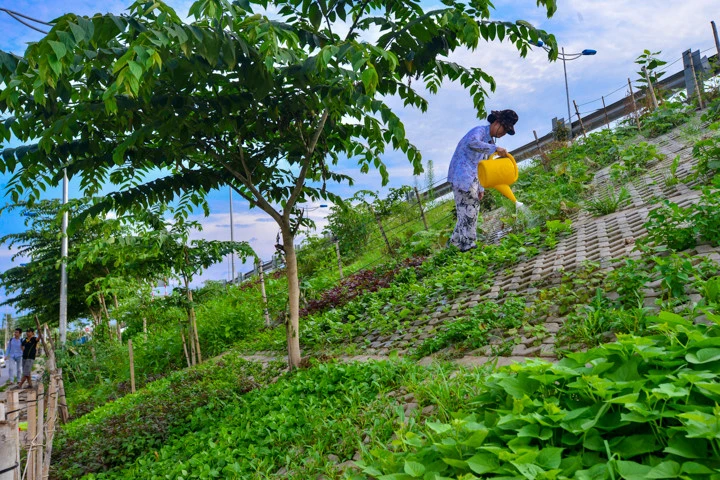 Người Hà Nội trồng rau trong hộc đá, bờ kè như ruộng bậc thang