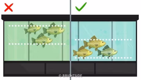 8 loai ca loi it hai nhieu chi nen an han che hoac khong an - Anh 10