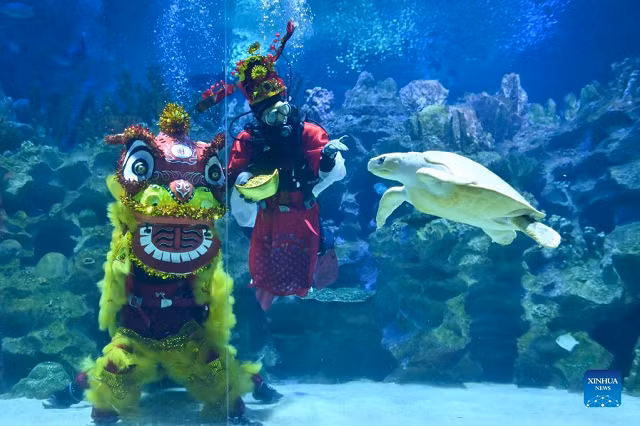 Thợ lặn hóa trang thành sư tử và Thần Tài biểu diễn dưới nước mừng Tết Nguyên đán tại thủy cung Aquaria KLCC ở Kuala Lumpur.