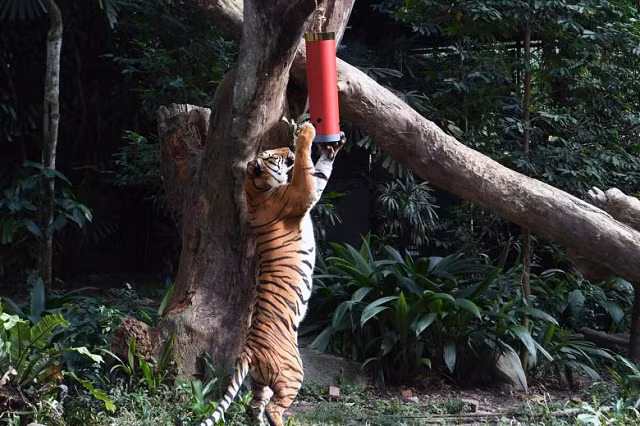 Con hổ có tên là Sulong đang tìm cách thưởng thức món ăn trong một cái máng ăn hình quả pháo như một phần của lễ hội trước Tết Nguyên đán, tại Sở thú Singapore.