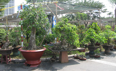 Chợ hoa xuân tiền tỷ ở Sài Gòn