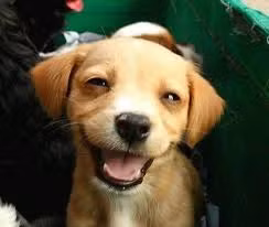 Bà vợ đoảng vị