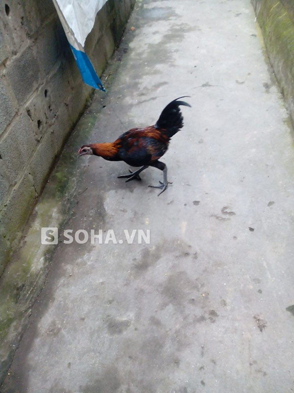Hình ảnh con gà mái đội lốt gà trống của gia đình ông Minh. Hình ảnh con gà mái đội lốt gà trống của gia đình ông Minh.